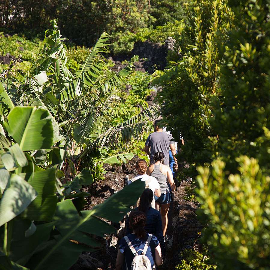 banana trip in pico island