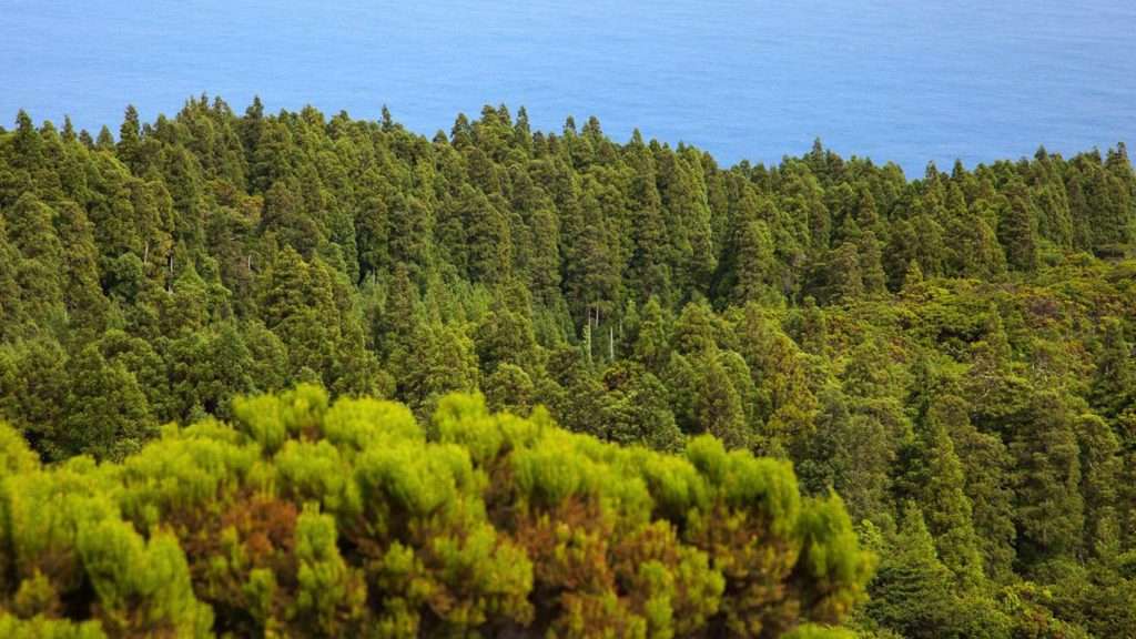 meditar na ilha do faial